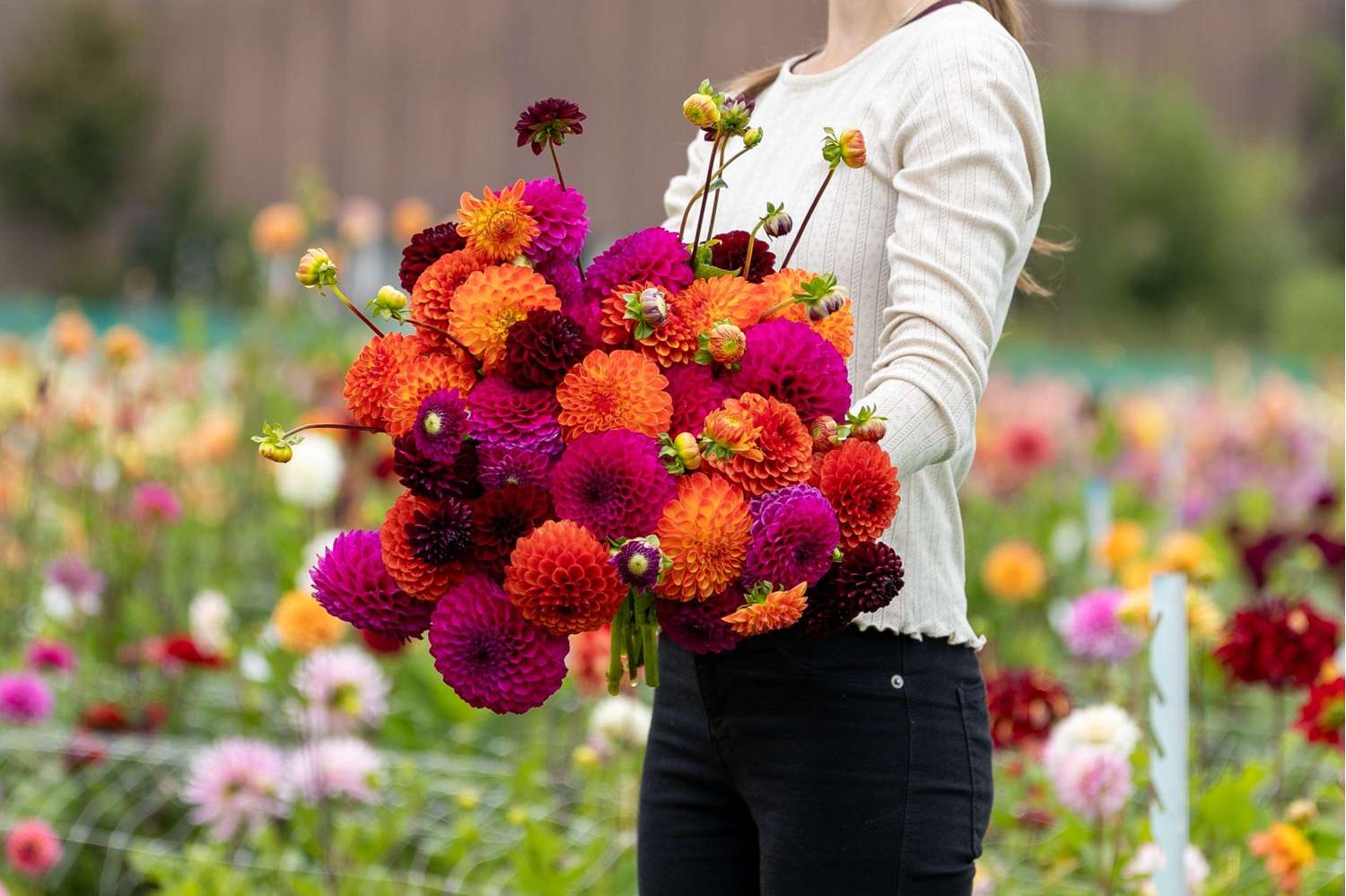 Dahliamix 'Mystical Mirage'